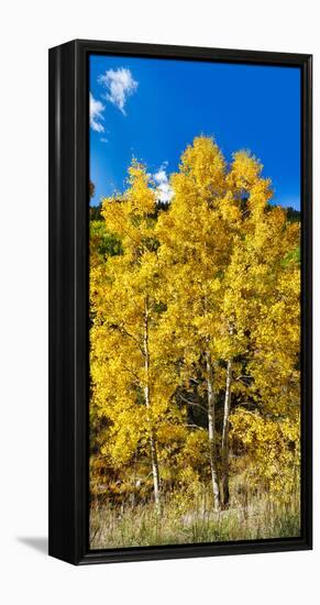 Aspen Trees in a Forest Along Ophir Pass, Umcompahgre National Forest, Colorado, USA-null-Framed Stretched Canvas