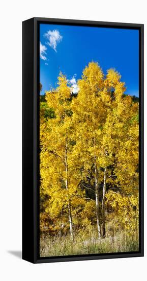 Aspen Trees in a Forest Along Ophir Pass, Umcompahgre National Forest, Colorado, USA-null-Framed Stretched Canvas