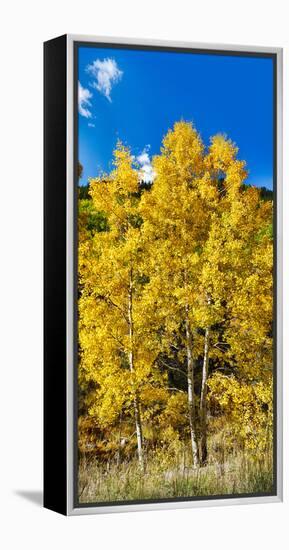 Aspen Trees in a Forest Along Ophir Pass, Umcompahgre National Forest, Colorado, USA-null-Framed Stretched Canvas