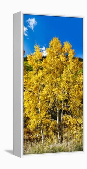 Aspen Trees in a Forest Along Ophir Pass, Umcompahgre National Forest, Colorado, USA-null-Framed Stretched Canvas