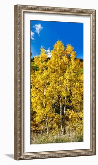 Aspen Trees in a Forest Along Ophir Pass, Umcompahgre National Forest, Colorado, USA-null-Framed Photographic Print