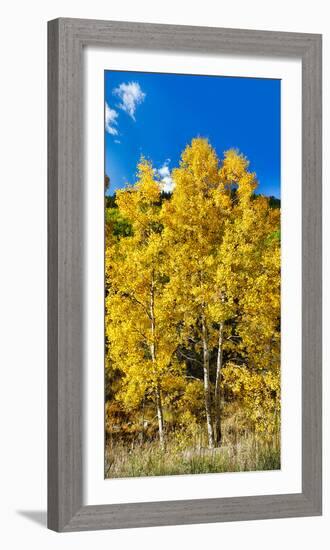 Aspen Trees in a Forest Along Ophir Pass, Umcompahgre National Forest, Colorado, USA-null-Framed Photographic Print