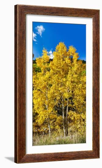 Aspen Trees in a Forest Along Ophir Pass, Umcompahgre National Forest, Colorado, USA-null-Framed Photographic Print