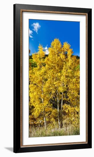 Aspen Trees in a Forest Along Ophir Pass, Umcompahgre National Forest, Colorado, USA-null-Framed Photographic Print