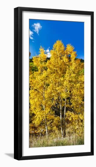 Aspen Trees in a Forest Along Ophir Pass, Umcompahgre National Forest, Colorado, USA-null-Framed Photographic Print