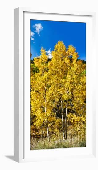 Aspen Trees in a Forest Along Ophir Pass, Umcompahgre National Forest, Colorado, USA-null-Framed Photographic Print