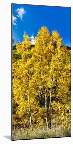 Aspen Trees in a Forest Along Ophir Pass, Umcompahgre National Forest, Colorado, USA-null-Mounted Photographic Print