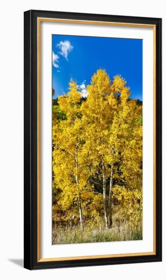 Aspen Trees in a Forest Along Ophir Pass, Umcompahgre National Forest, Colorado, USA-null-Framed Photographic Print