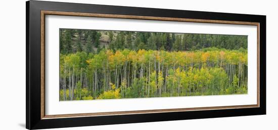 Aspen trees in a forest along U.S. Route 50, Colorado, USA-null-Framed Photographic Print