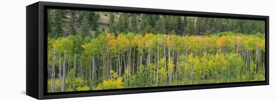 Aspen trees in a forest along U.S. Route 50, Colorado, USA-null-Framed Premier Image Canvas