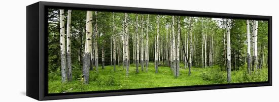 Aspen Trees in a Forest, Banff, Banff National Park, Alberta, Canada-null-Framed Stretched Canvas