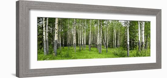 Aspen Trees in a Forest, Banff, Banff National Park, Alberta, Canada-null-Framed Photographic Print