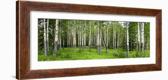 Aspen Trees in a Forest, Banff, Banff National Park, Alberta, Canada-null-Framed Photographic Print