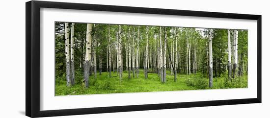 Aspen Trees in a Forest, Banff, Banff National Park, Alberta, Canada-null-Framed Photographic Print