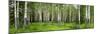 Aspen Trees in a Forest, Banff, Banff National Park, Alberta, Canada-null-Mounted Photographic Print