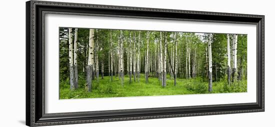 Aspen Trees in a Forest, Banff, Banff National Park, Alberta, Canada-null-Framed Photographic Print