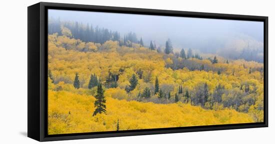 Aspen Trees in a Forest, Boulder Mountain, Utah, Usa-null-Framed Premier Image Canvas