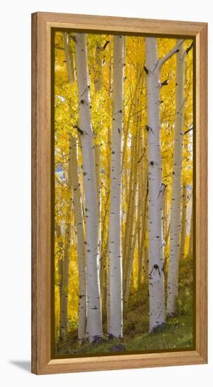 Aspen Trees in a Forest, Boulder Mountain, Utah, Usa-null-Framed Premier Image Canvas