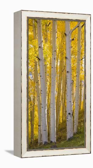 Aspen Trees in a Forest, Boulder Mountain, Utah, Usa-null-Framed Premier Image Canvas