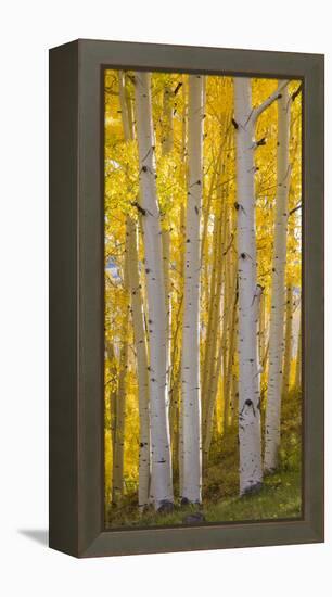 Aspen Trees in a Forest, Boulder Mountain, Utah, Usa-null-Framed Premier Image Canvas