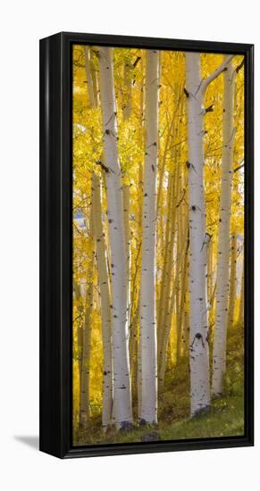 Aspen Trees in a Forest, Boulder Mountain, Utah, Usa-null-Framed Premier Image Canvas