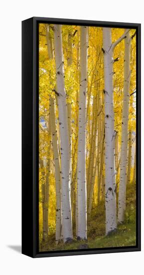 Aspen Trees in a Forest, Boulder Mountain, Utah, Usa-null-Framed Premier Image Canvas