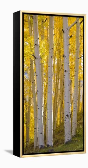 Aspen Trees in a Forest, Boulder Mountain, Utah, Usa-null-Framed Premier Image Canvas