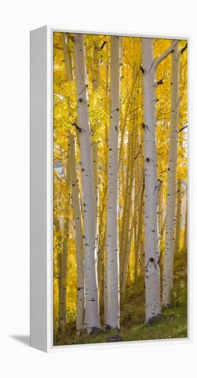 Aspen Trees in a Forest, Boulder Mountain, Utah, Usa-null-Framed Premier Image Canvas