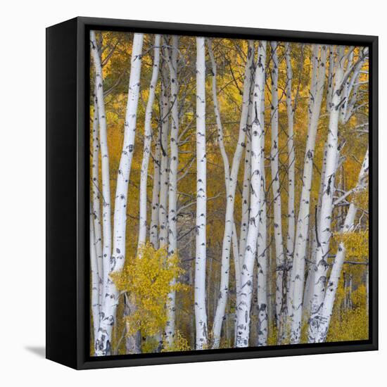 Aspen Trees in a Forest, Boulder Mountain, Utah, Usa-null-Framed Premier Image Canvas