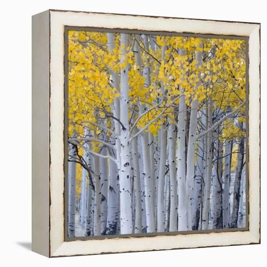 Aspen Trees in a Forest, Boulder Mountain, Utah, Usa-null-Framed Premier Image Canvas