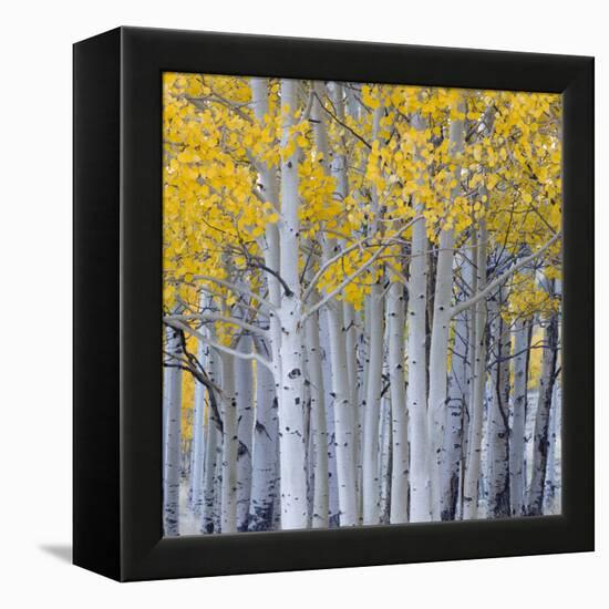 Aspen Trees in a Forest, Boulder Mountain, Utah, Usa-null-Framed Premier Image Canvas