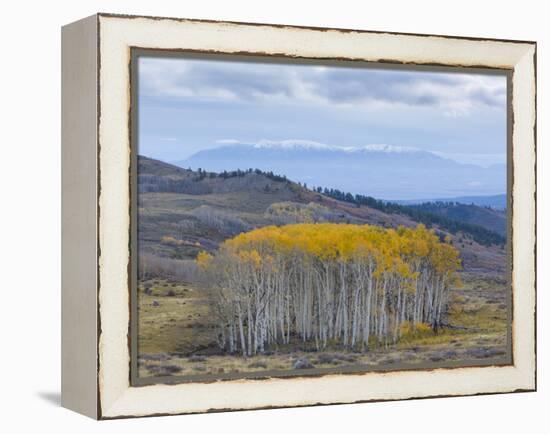 Aspen Trees in a Forest, Boulder Mountain, Utah, Usa-null-Framed Premier Image Canvas