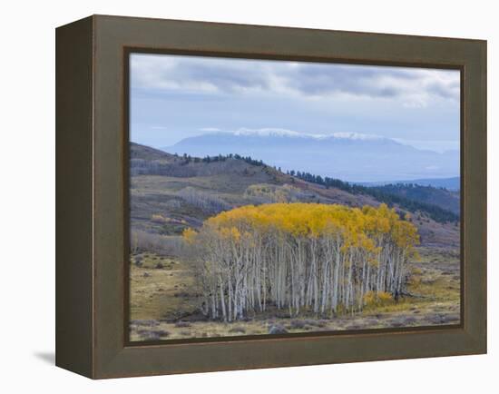 Aspen Trees in a Forest, Boulder Mountain, Utah, Usa-null-Framed Premier Image Canvas