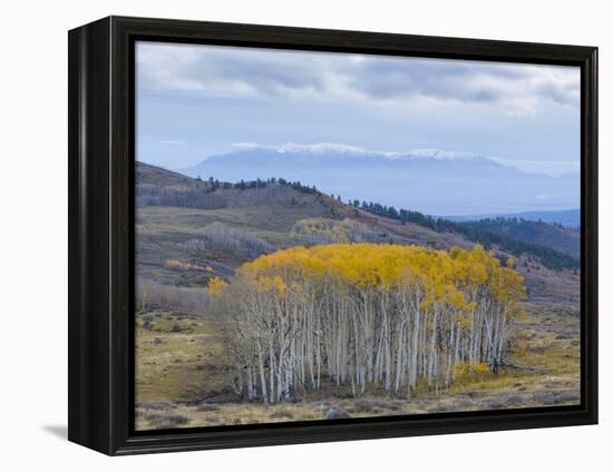 Aspen Trees in a Forest, Boulder Mountain, Utah, Usa-null-Framed Premier Image Canvas