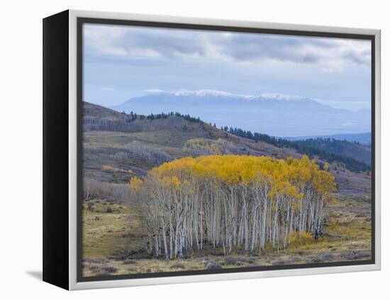 Aspen Trees in a Forest, Boulder Mountain, Utah, Usa-null-Framed Premier Image Canvas