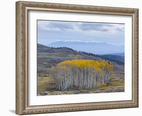 Aspen Trees in a Forest, Boulder Mountain, Utah, Usa-null-Framed Photographic Print