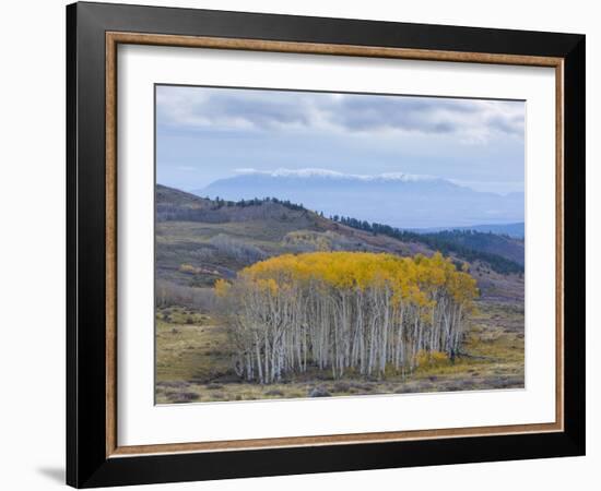 Aspen Trees in a Forest, Boulder Mountain, Utah, Usa-null-Framed Photographic Print