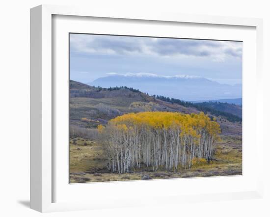 Aspen Trees in a Forest, Boulder Mountain, Utah, Usa-null-Framed Photographic Print