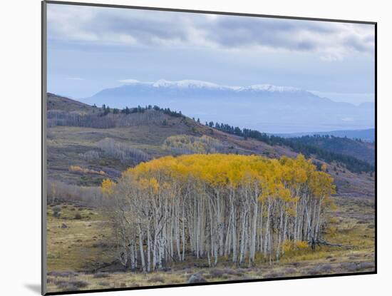 Aspen Trees in a Forest, Boulder Mountain, Utah, Usa-null-Mounted Photographic Print