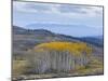 Aspen Trees in a Forest, Boulder Mountain, Utah, Usa-null-Mounted Photographic Print