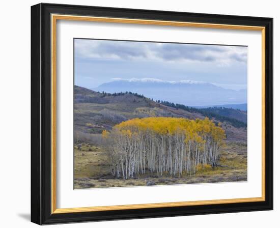 Aspen Trees in a Forest, Boulder Mountain, Utah, Usa-null-Framed Photographic Print