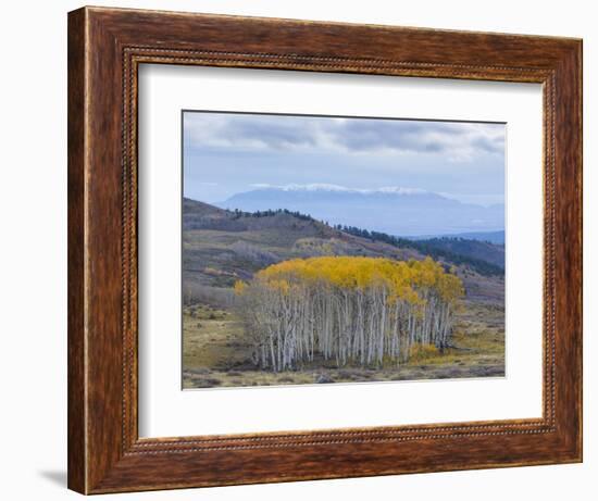 Aspen Trees in a Forest, Boulder Mountain, Utah, Usa-null-Framed Photographic Print