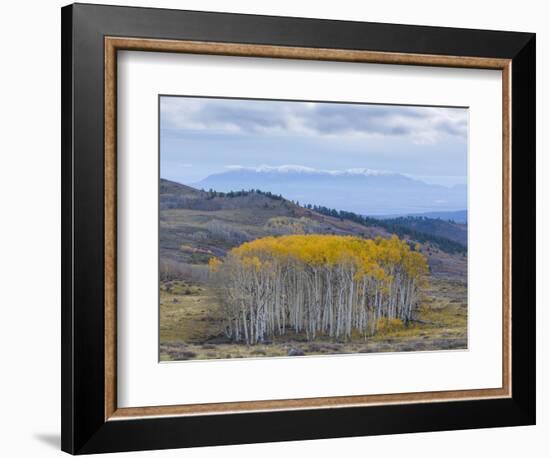 Aspen Trees in a Forest, Boulder Mountain, Utah, Usa-null-Framed Photographic Print