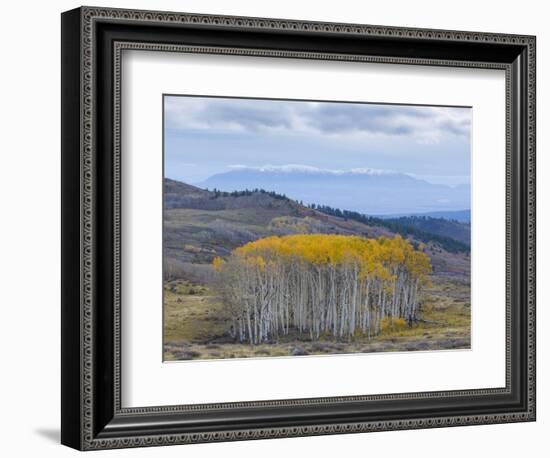 Aspen Trees in a Forest, Boulder Mountain, Utah, Usa-null-Framed Photographic Print