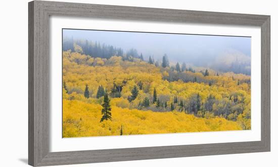 Aspen Trees in a Forest, Boulder Mountain, Utah, Usa-null-Framed Photographic Print