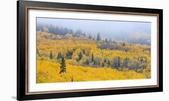 Aspen Trees in a Forest, Boulder Mountain, Utah, Usa-null-Framed Photographic Print