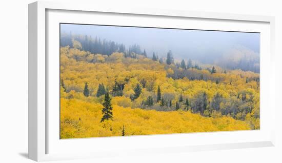 Aspen Trees in a Forest, Boulder Mountain, Utah, Usa-null-Framed Photographic Print