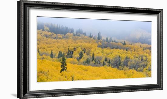 Aspen Trees in a Forest, Boulder Mountain, Utah, Usa-null-Framed Photographic Print