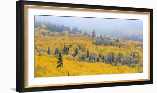 Aspen Trees in a Forest, Boulder Mountain, Utah, Usa-null-Framed Photographic Print