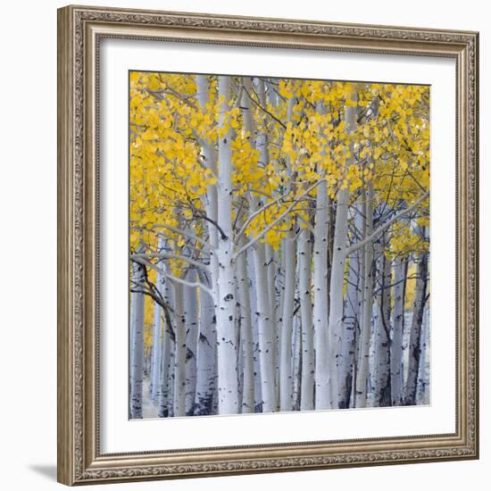 Aspen Trees in a Forest, Boulder Mountain, Utah, Usa-null-Framed Photographic Print